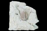 Bargain, Kettneraspis Trilobite - Oklahoma #164454-1